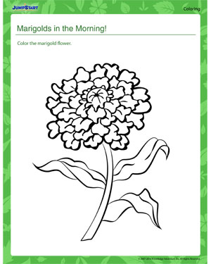 Marigold coloring #13, Download drawings