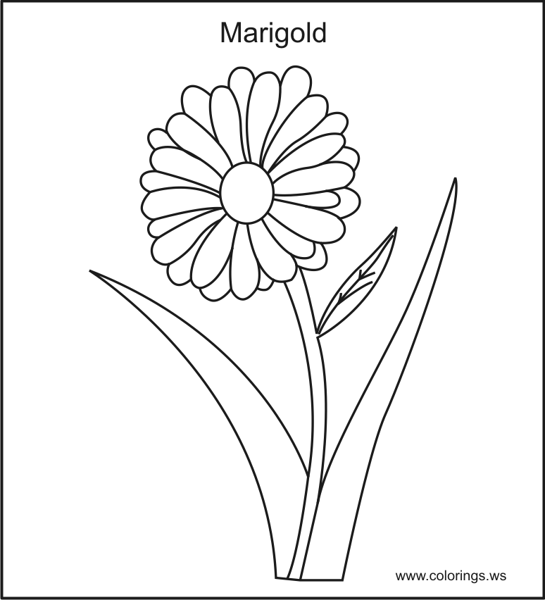 Marigold coloring #17, Download drawings