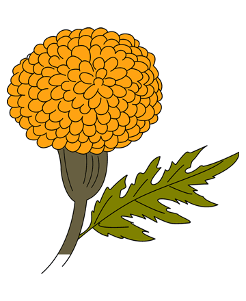 Marigold coloring #1, Download drawings