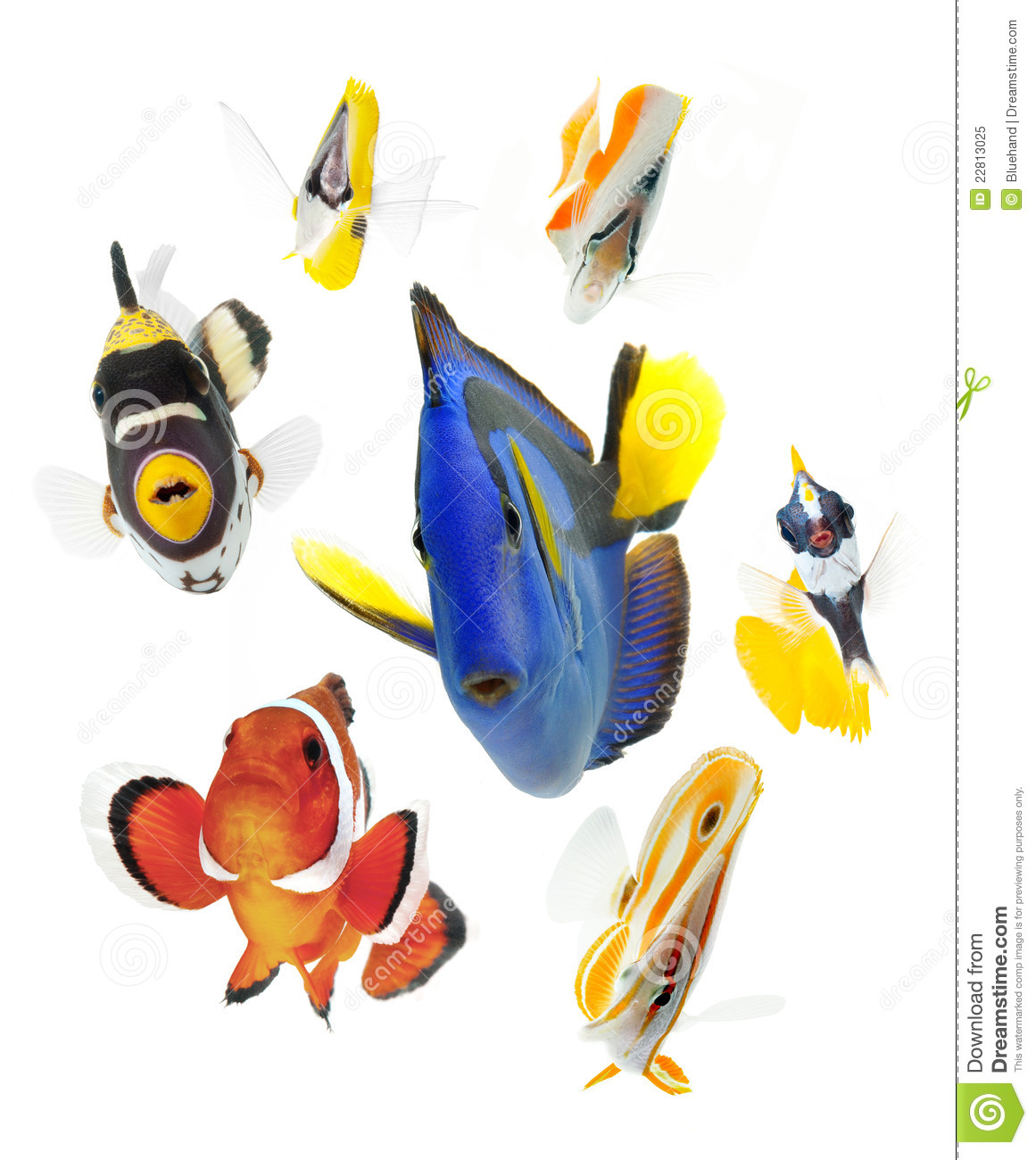 Marine Fish clipart #12, Download drawings