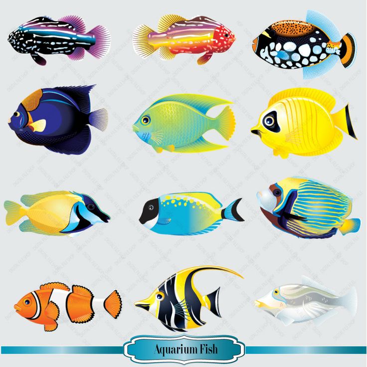 Marine Fish clipart #15, Download drawings