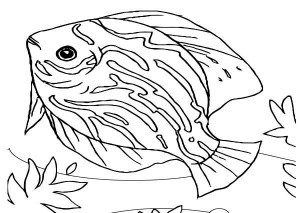 Marine Fish coloring #17, Download drawings