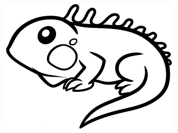 Marine Iguana coloring #17, Download drawings