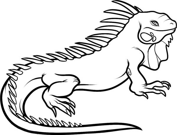 Marine Iguana coloring #15, Download drawings