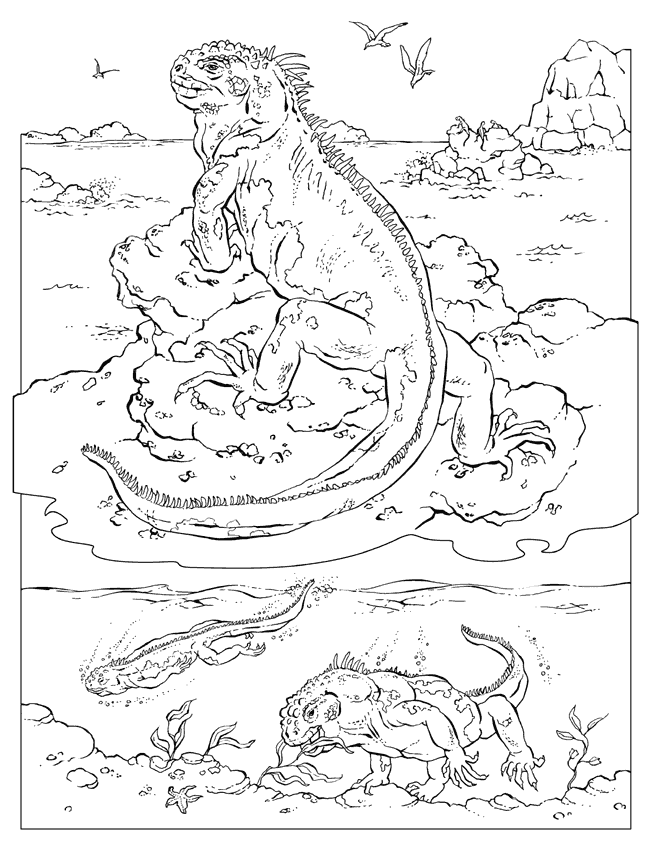 Marine Iguana coloring #1, Download drawings