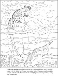 Marine Iguana coloring #19, Download drawings