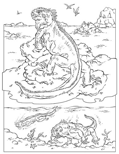 Marine Iguana coloring #7, Download drawings