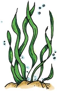 Marine Plant clipart #10, Download drawings