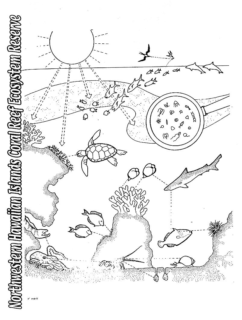 Marine Plant coloring #9, Download drawings