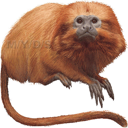 Marmoset clipart #5, Download drawings