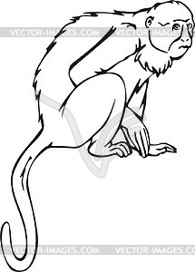Marmoset clipart #2, Download drawings