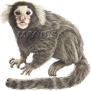 Marmoset clipart #7, Download drawings
