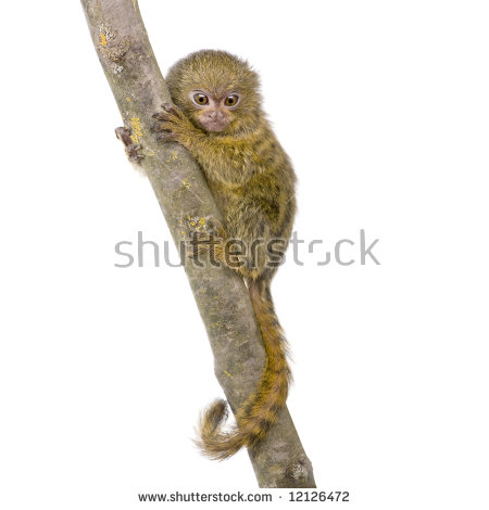 Marmoset clipart #11, Download drawings
