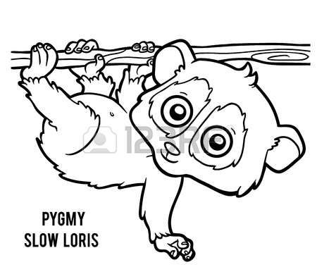 Pygmy Marmoset coloring #3, Download drawings