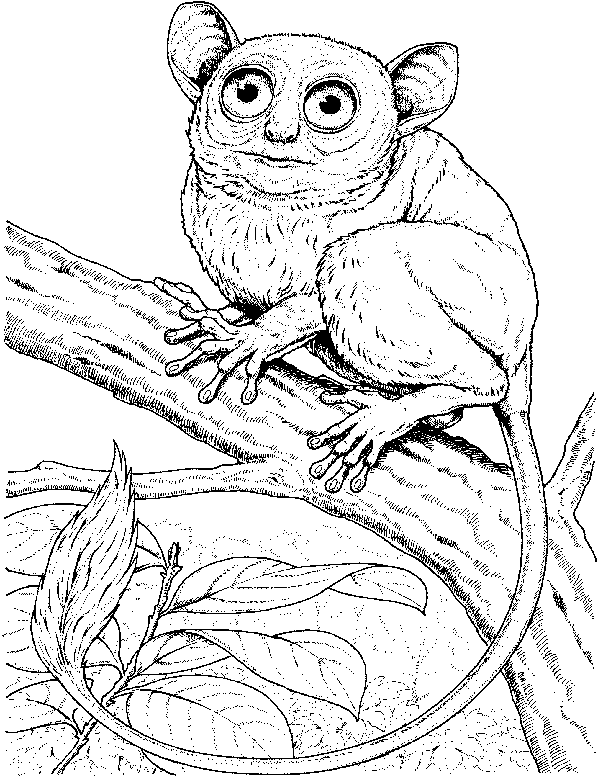 Primate coloring #20, Download drawings
