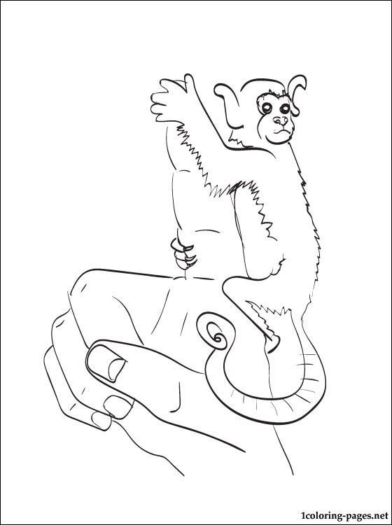 Pygmy Marmoset coloring #17, Download drawings