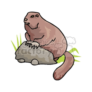 Marmot clipart #11, Download drawings