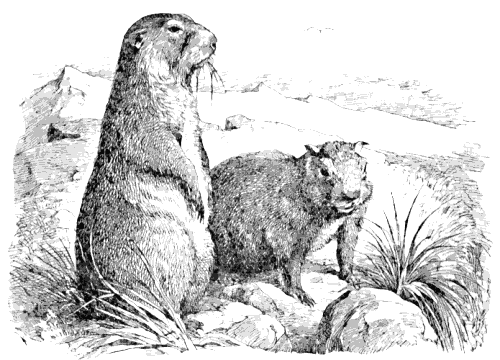 Marmot clipart #14, Download drawings