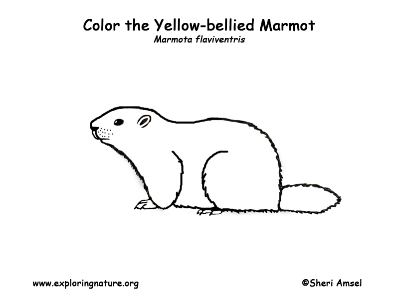 Marmot coloring #1, Download drawings