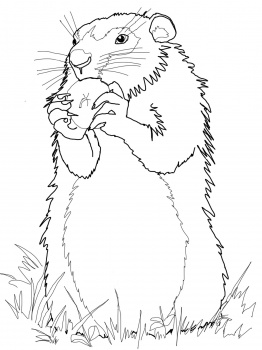 Marmot coloring #2, Download drawings