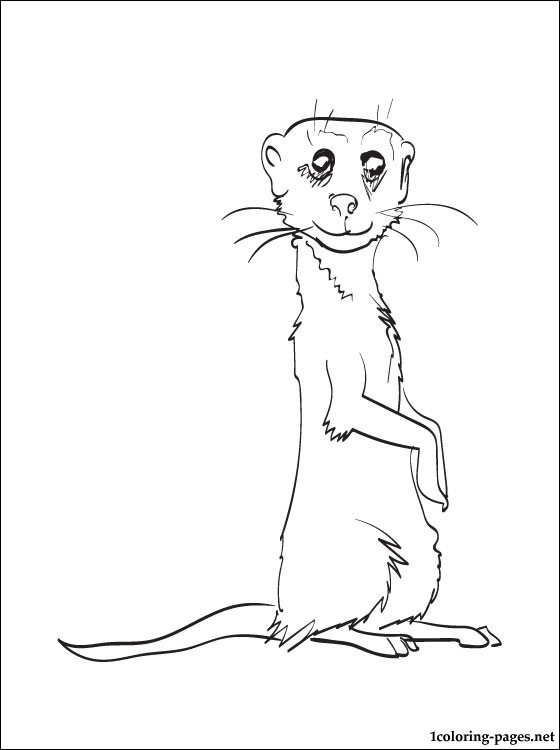 Marmot coloring #20, Download drawings