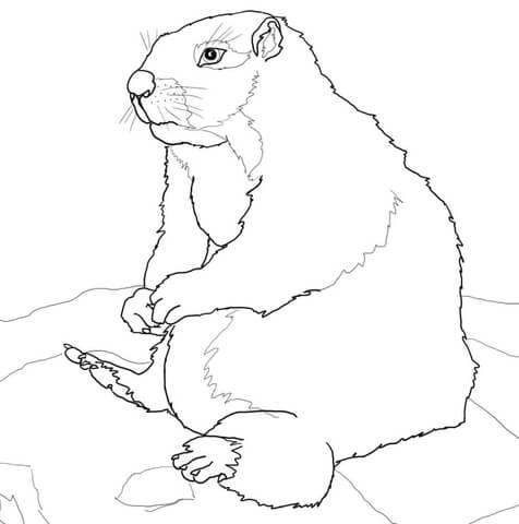 Marmot coloring #5, Download drawings