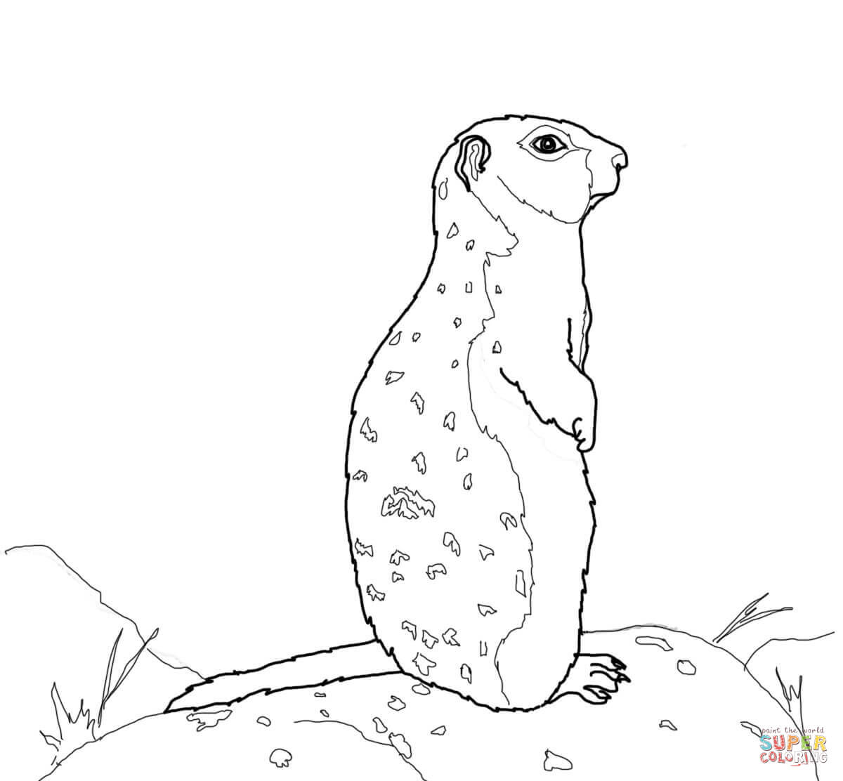 Marmot coloring #11, Download drawings