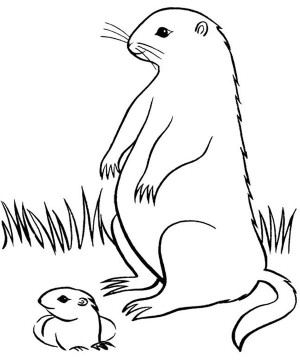 Marmot coloring #3, Download drawings