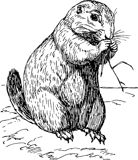 Marmot svg #2, Download drawings
