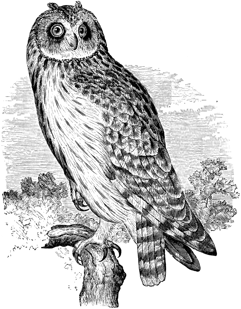 Short-eared Owl clipart #8, Download drawings