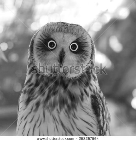 Marsh Owl clipart #9, Download drawings