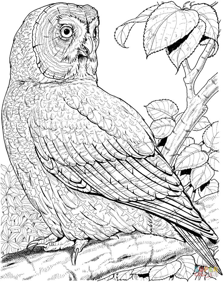 Marsh Owl coloring #2, Download drawings