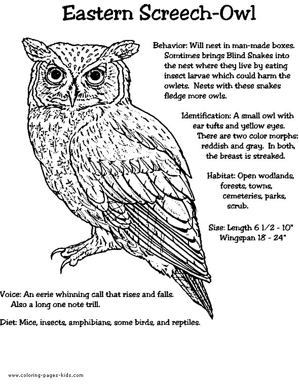Marsh Owl coloring #6, Download drawings