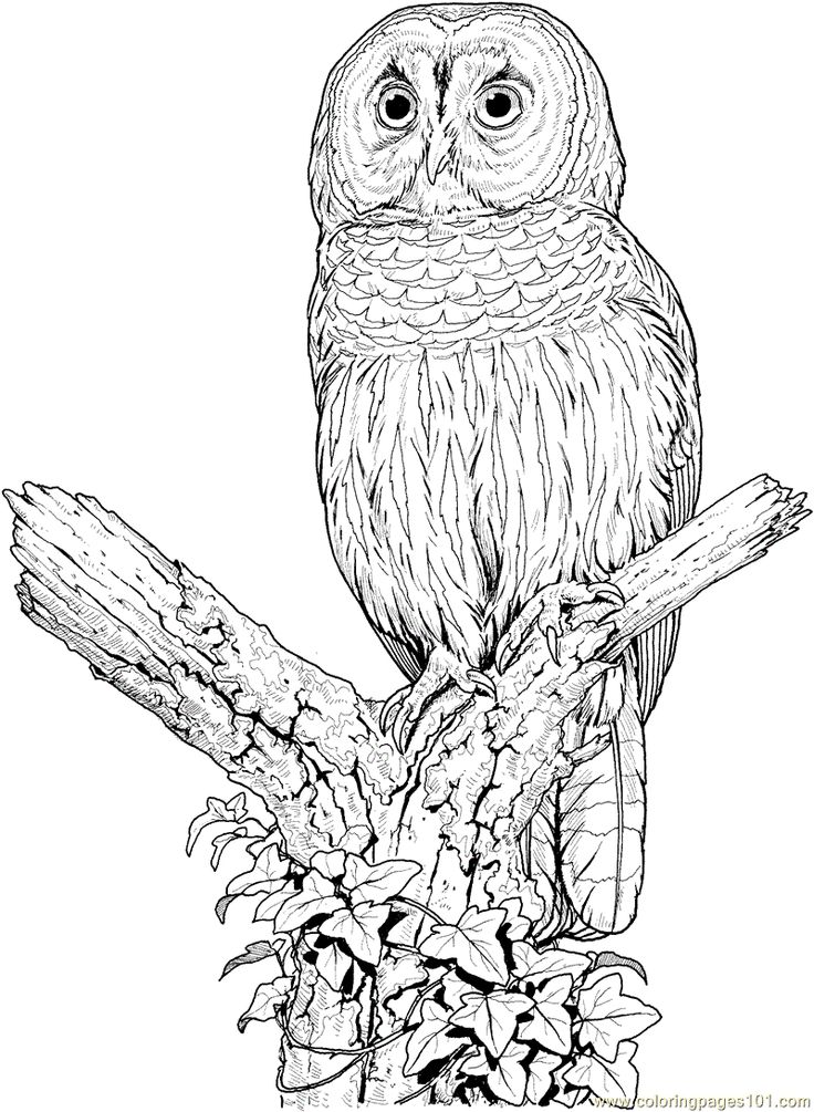 Marsh Owl coloring #15, Download drawings