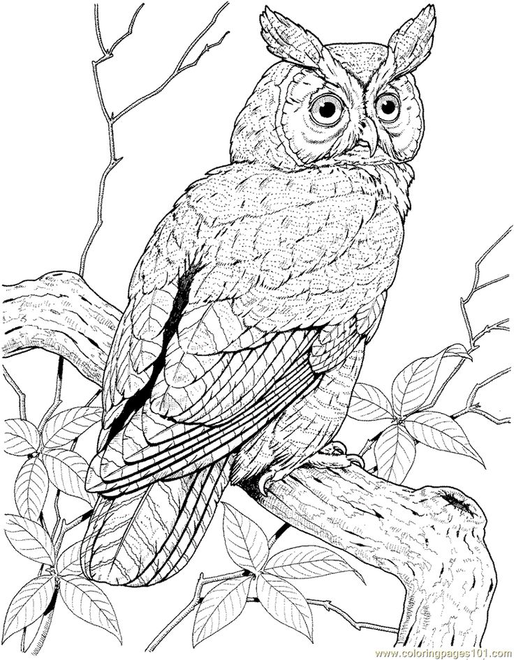 Marsh Owl coloring #7, Download drawings