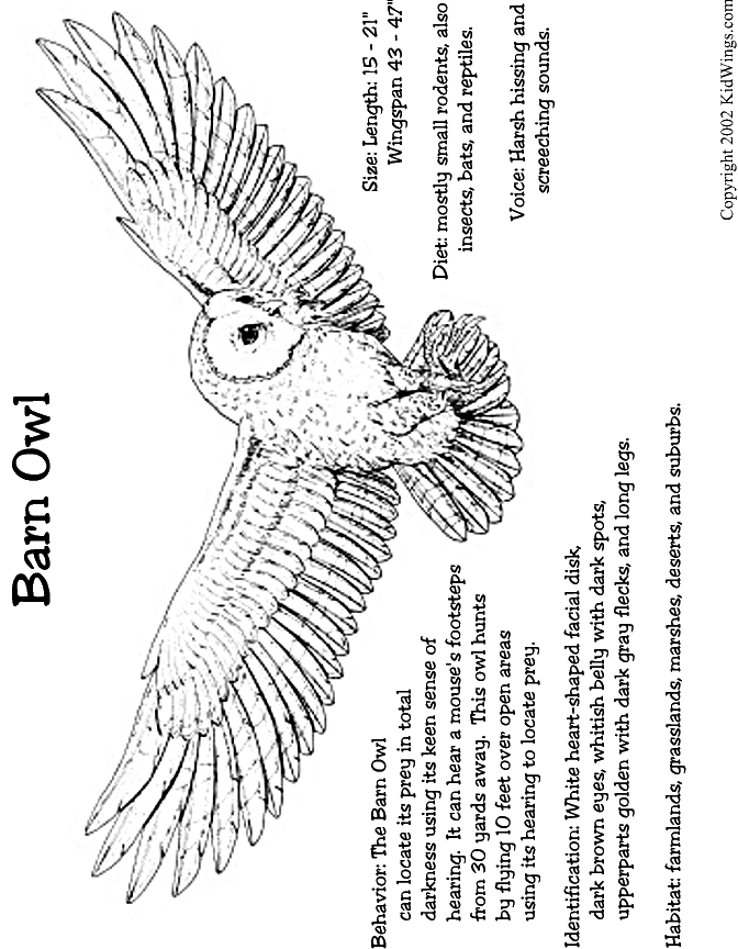 Marsh Owl coloring #5, Download drawings