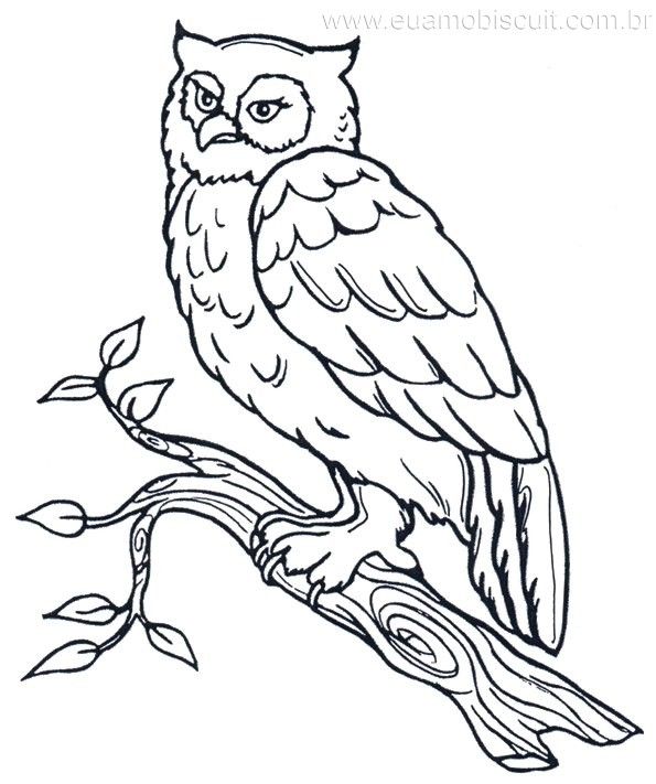 Marsh Owl coloring #9, Download drawings