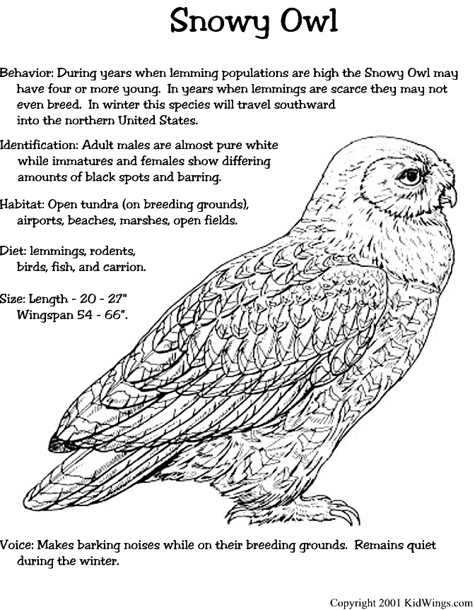 Marsh Owl coloring #1, Download drawings