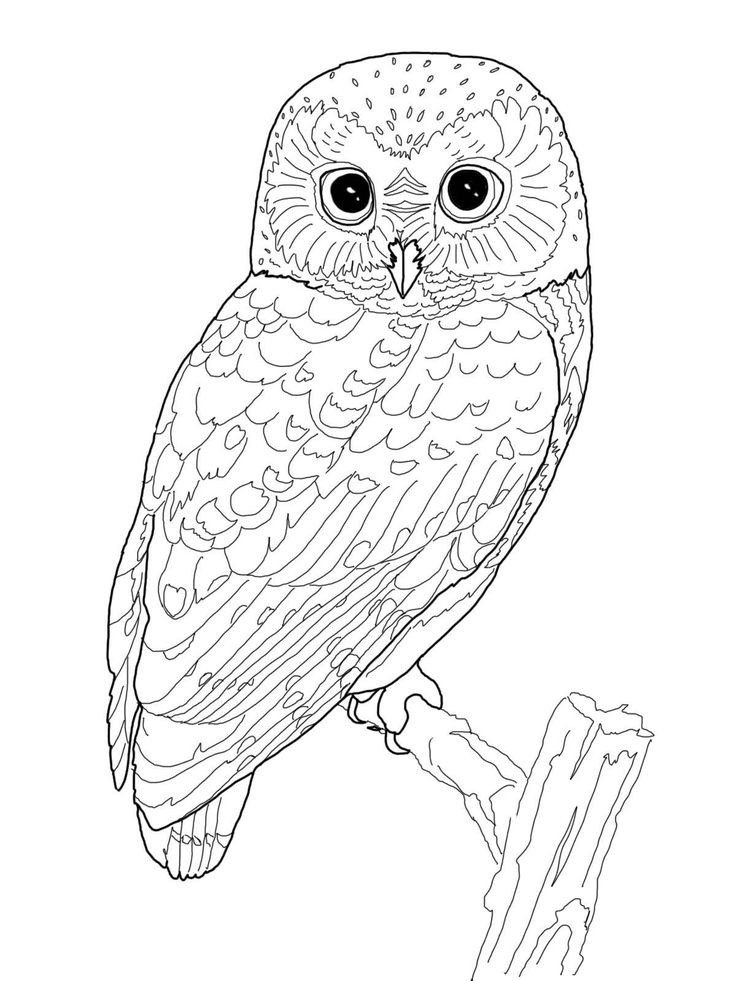 Marsh Owl coloring #13, Download drawings