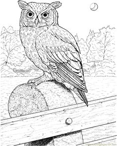 Marsh Owl coloring #3, Download drawings