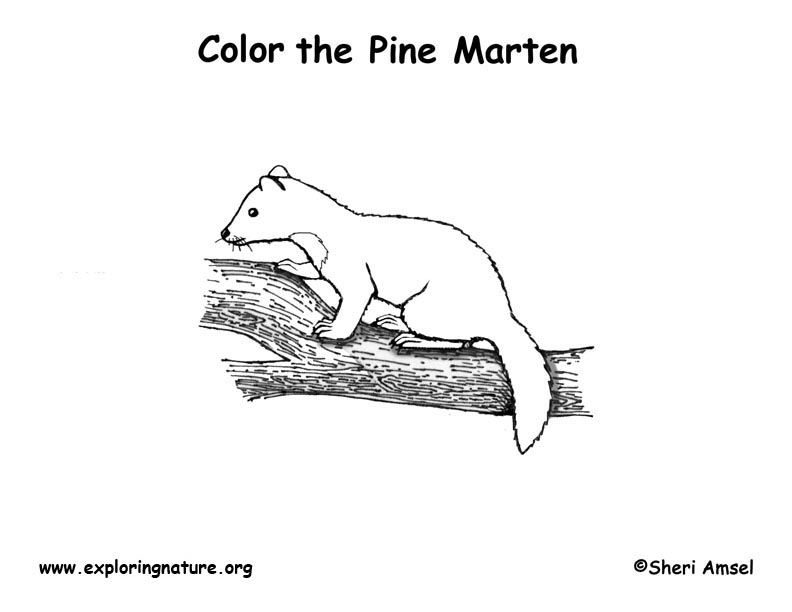Marten coloring #13, Download drawings