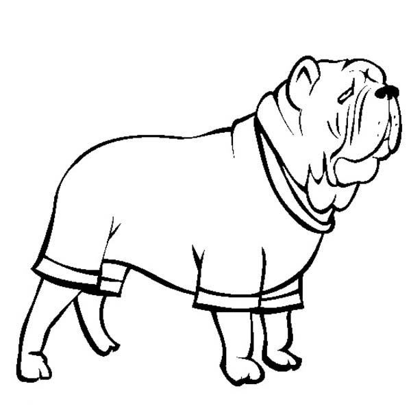 Mastiff coloring #18, Download drawings
