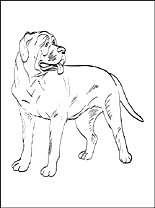 Mastiff coloring #7, Download drawings