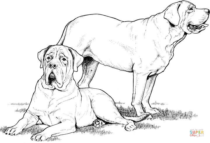 Mastiff coloring #15, Download drawings