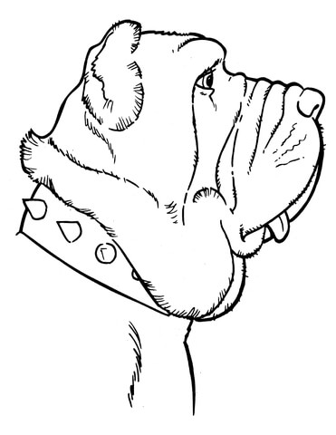 Mastiff coloring #17, Download drawings