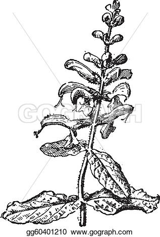Meadow Sage clipart #19, Download drawings