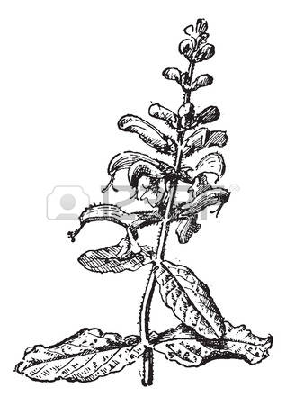 Meadow Sage clipart #7, Download drawings