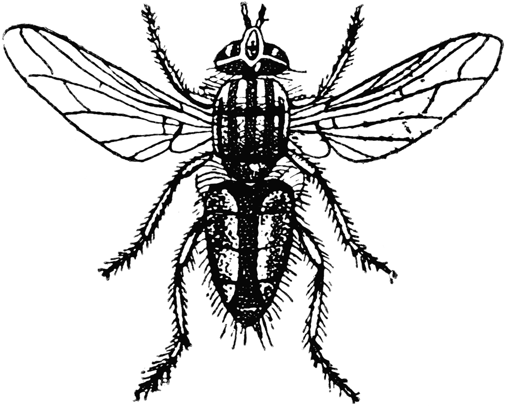 Meatfly clipart #10, Download drawings