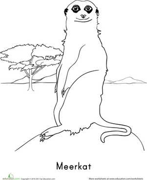 Meerkat coloring #8, Download drawings