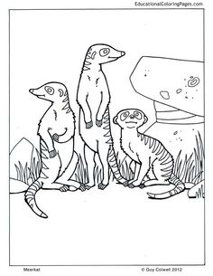 Meerkat coloring #15, Download drawings